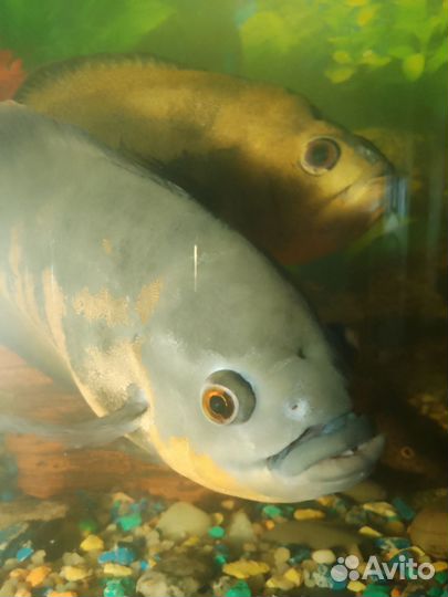 Глазчатый астронотус