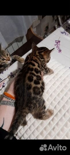 Бенгальские котята