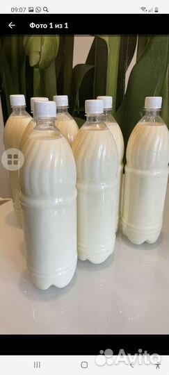 Молоко коровье, сметана, творог