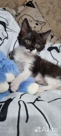 Котёнок