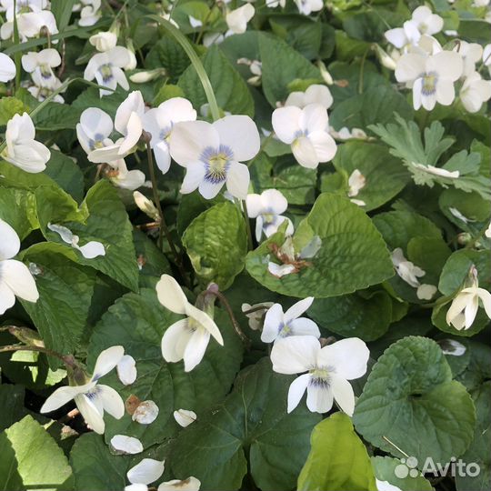 Фиалка садовая