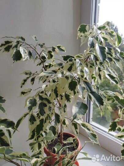Фикус бенджамина белый