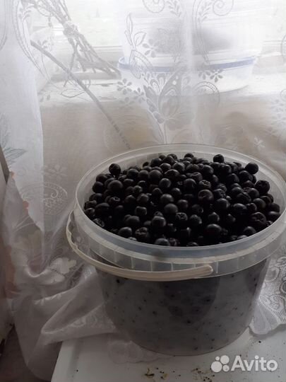 Черноплодная рябина