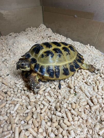 Черепаха сухопутная с террариумом