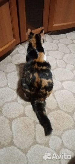 Маскарадная