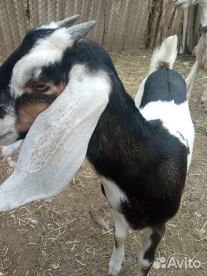 Коза нубийская