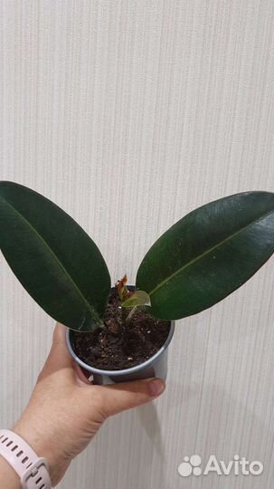 Фикус (Комнатные цветы)