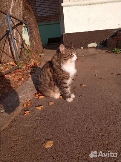 Кот Батон ищет дом
