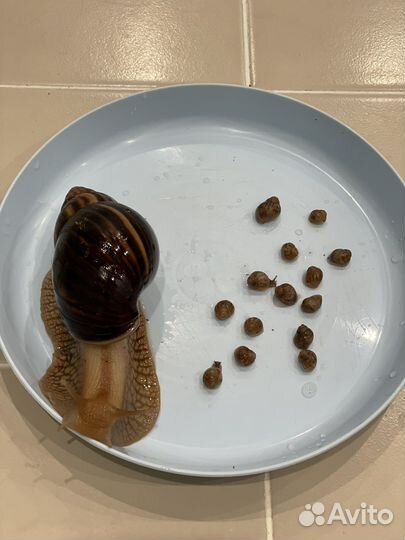 Улитки ахатины бесплатно