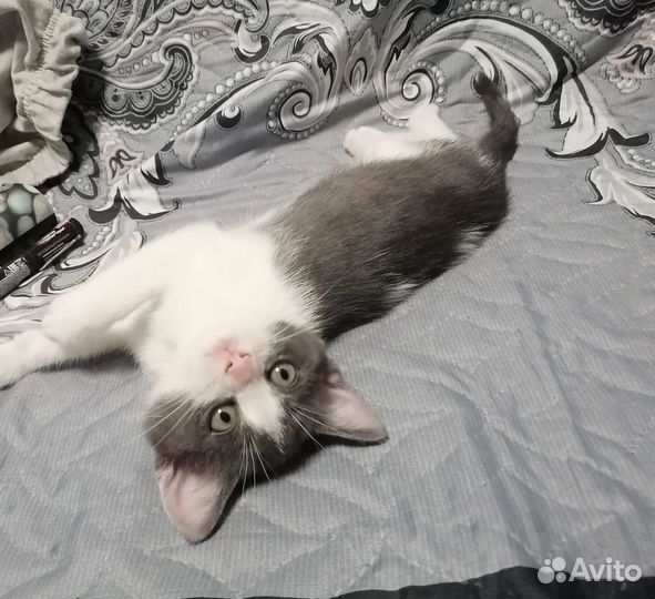 Отдам котёнка, мальчик