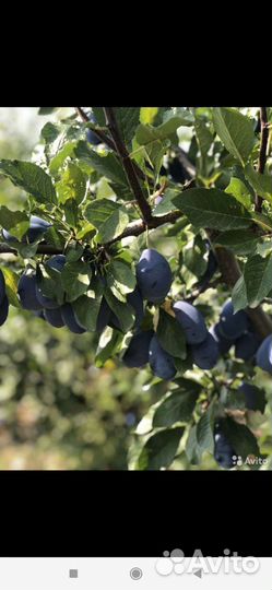 Слива стенлей