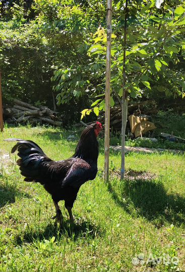 Петух помесь бойцовский