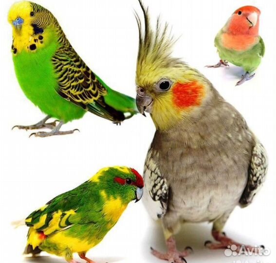Попугаи