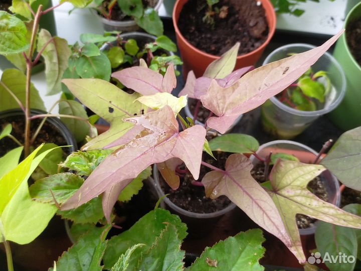 Ипомея батат