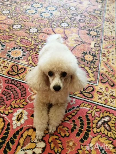 Стрижка собак и кошек