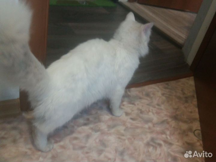 Белый пушистый кот