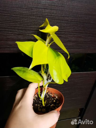 Филодендрон неон лайм