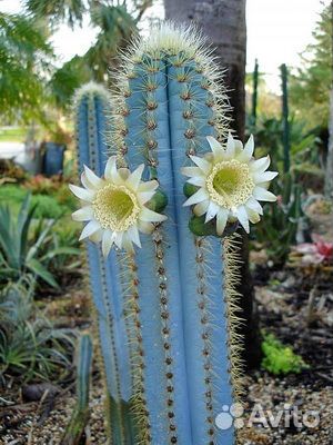 Кактус цереус Лазурный (голубой)