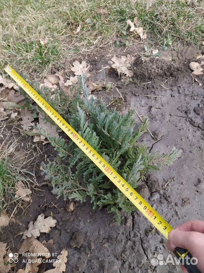 Можжевельник