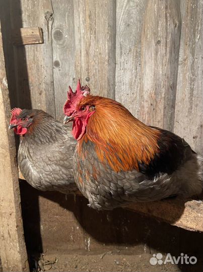 Инкубационное яйцо