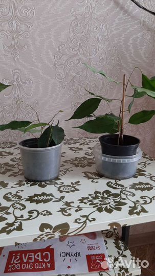 Фикус бенджамина