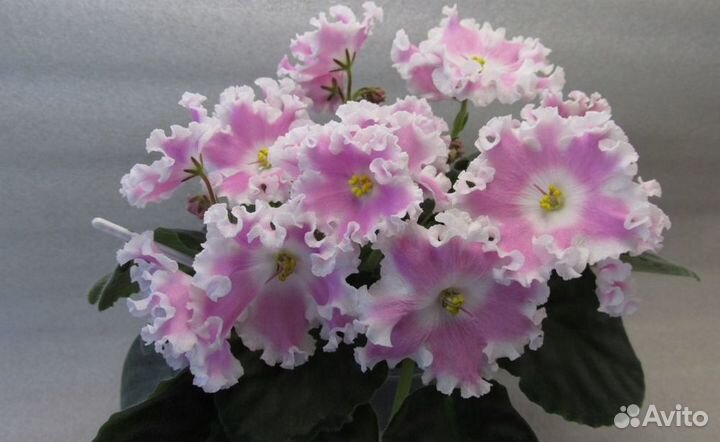 Сортовые фиалки (стартеры)