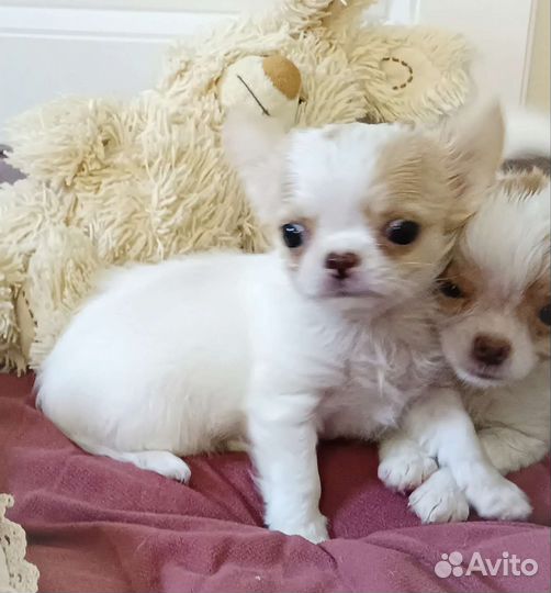 Ромашка. Мини мальчик чихуахуа