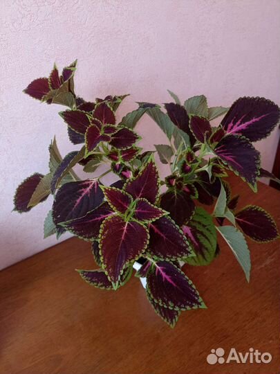 Цветы колеусы, три вида