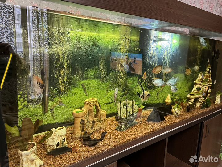 Аквариум 520л