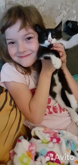 Подарю красивых котят