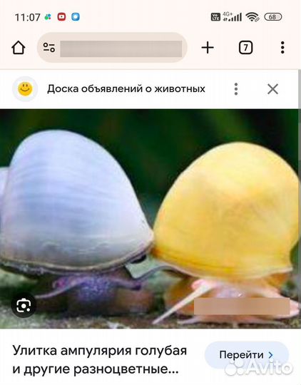 Улитки ампулярии
