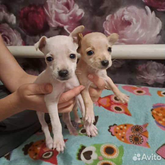 Той-терьер щенки