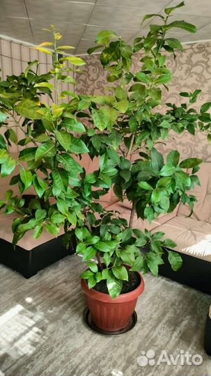 Лимонное дерево