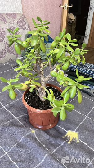 Денежное дерево цветок
