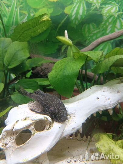 Обслуживание аквариумов/аквариум под ключ