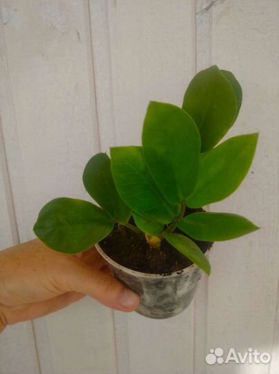 Замиокулькас