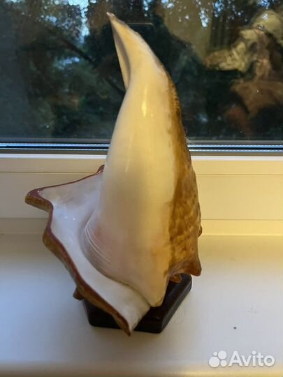 Пепельница из океанической раковины