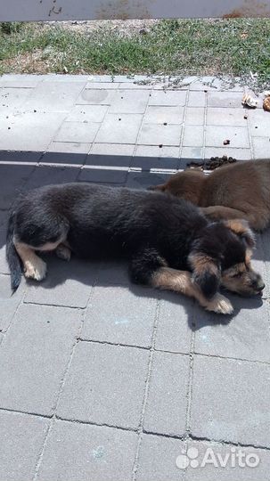 Собаки в добрые руки