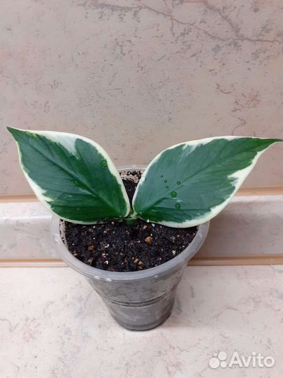 Хойя Полинейра и Керри Альбомаргината