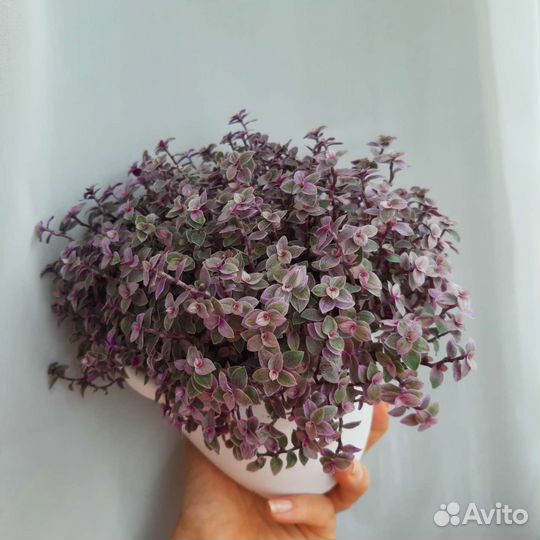 Каллизия розовая пантера