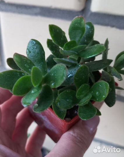 Крассула Мани Майкер