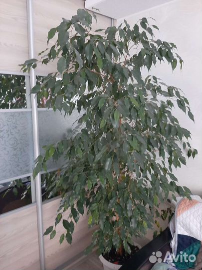 Фикус бенджамина большой