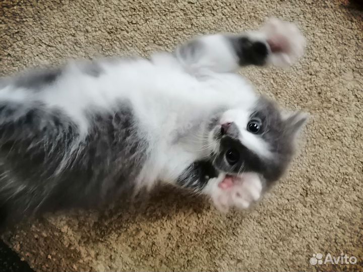 Котенок - мальчик