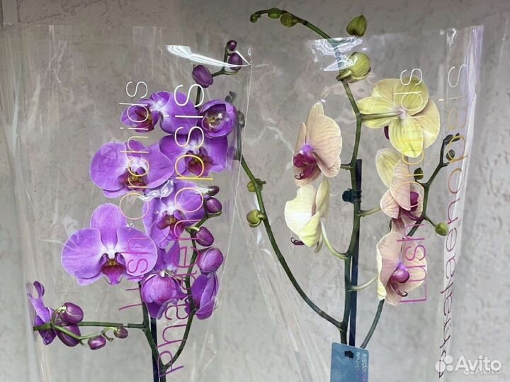 Орхидеи на 1 цветонос