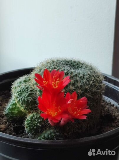 Мамиллярия