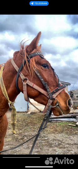 Продаются мерены