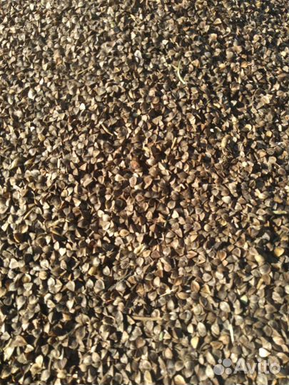 Семена гречихи Дикуль