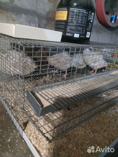 Клетки для перепелов