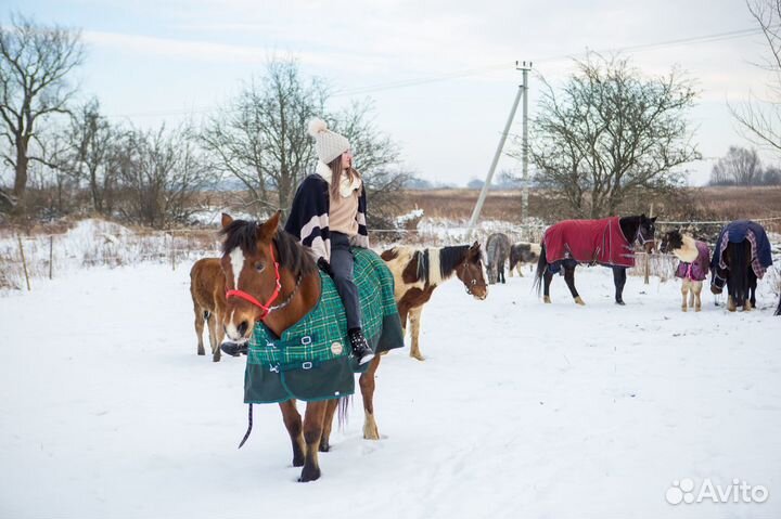 Фотосъёмка Лошадь Пони Прогулки Верховная езда