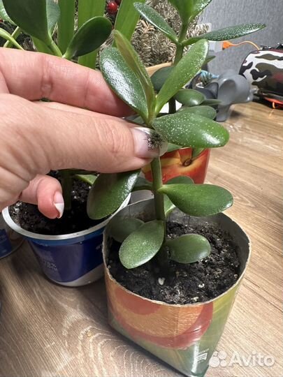 Фуксия,денежное дерево